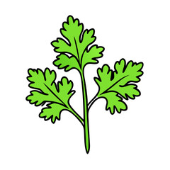 Fresh cilantro herb illustration for cooking recipes and culinary designs vector graphic art