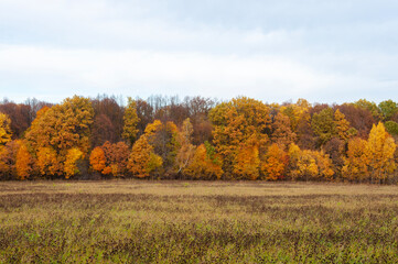 Fototapeta premium Country landscape in autumn. Colorful deciduous trees, forest edge, meadow. Yasnaya Polyana, Tula. Estate of Leo Tolstoy