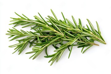 Fototapeta premium Fresh rosemary sprig vibrant green herb culinary delight aromatic leaves bright image clean white background close up view healthy food