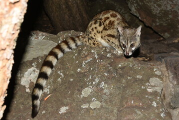 Striped-Tailed Common genet Standing on Rock in its Natural Habitat at Night