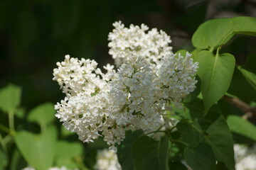white flowers
