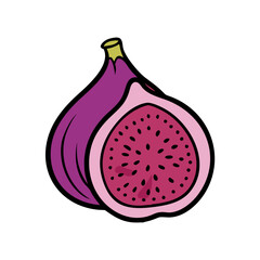 Illustration of fresh fig fruit, healthy food, sweet fig, organic fig, purple fig, tasty fig art