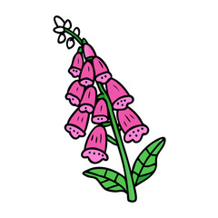 Illustration of digitalis purpurea foxglove flower plant with pink blossoms and green leaves stem