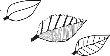 3 fresh green leaves from a branch