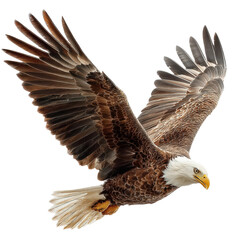 Obraz premium Bald Eagle in Majestic Flight on Transparent Background