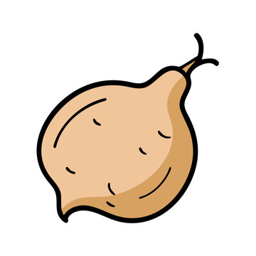 Illustrated jicama root vegetable image for healthy eating and cooking recipe ideas and nutrition facts