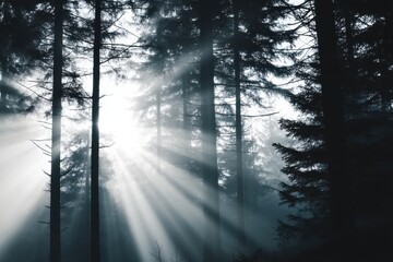 Fototapeta premium Misty Forest at Dawn with Sunbeams Through Tall Trees in Ethereal Light
