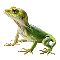 Green iguana isolated on transparent background.png