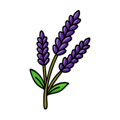 Obraz premium Lavender flower vector illustration aromatic plant purple lavender drawing lavender design graphic art floral herb garden nature bloom botanical lavender