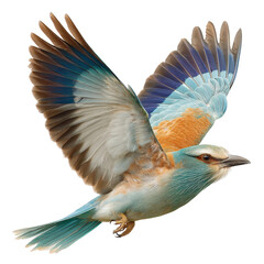 Obraz premium Isolated Roller Bird in Flight on Transparent Background