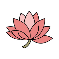 Pink lotus flower vector illustration, floral design element, botanical art, water lily drawing, bloom art