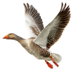 Flying Goose Isolated