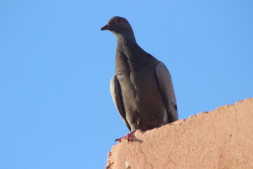 A close-up of a pigeon standing on top of a house