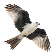 Fototapeta premium Isolated Kite Bird in Flight on Transparent Background