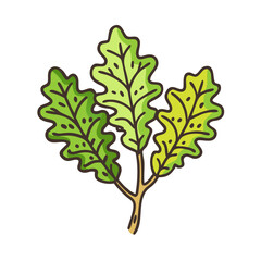 Download oak leaves vector illustration nature drawing botanical leaf clip art image design element