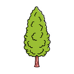 Illustration of a green cypress tree drawing for garden design and landscaping projects usage online