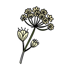 Illustration of delicate flower umbel with intricate details botanical flower design vector art