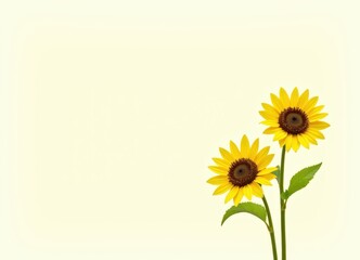 Fototapeta premium Two Sunflowers on a Beige Background: A Summer Delight