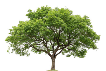 tree isolated on white background