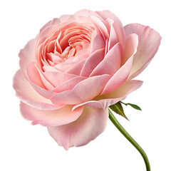 Beautiful pink rose blooming with delicate petals and vibrant colors in a soft natural light setting