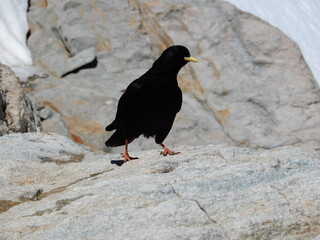 Alpendohle