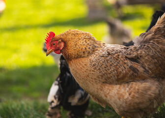Free-range chickens in a farmyard