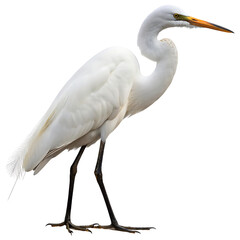 Naklejka premium Great Egret Bird isolated on transparent background
