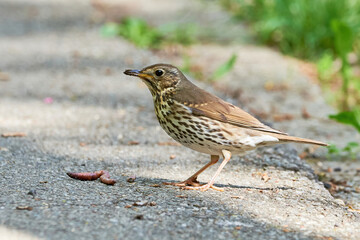 Song Thrush bird eating worms ( Turdus Philomelos ) 