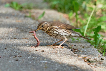 Song Thrush bird eating worms ( Turdus Philomelos ) 