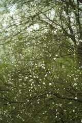 green leaves in the forest