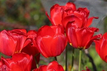 rote Tulpen im Garten