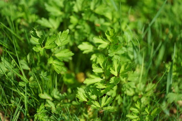 green grass background