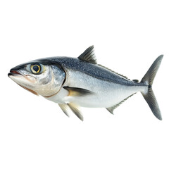 Fototapeta premium Bluefish swimming in clear water showcasing vibrant scales and dynamic body movement