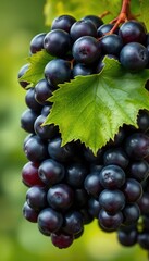 Fototapeta premium luscious bunch of dark purple grapes hanging heavily from a vine