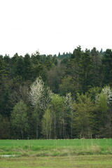 trees in the forest