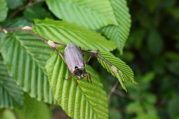 Cockchafer (Melolontha) on a leaf of a beech hedge (Fagus).