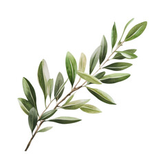 Fototapeta premium Natural olive branch with lush green leaves perfect for decoration, arrangement, and design projects