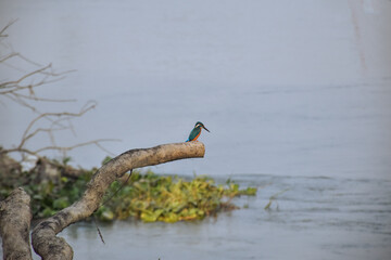 kingfisher