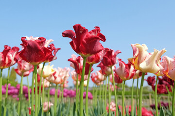Obraz premium White and red variegated coronet Tulip, tulipa ‘Striped Crown’ in flower.