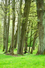 trees in the forest