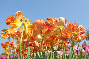 Orange and yellow frilled parrot Tulip, tulipa ‘Parrot King’ in flower.