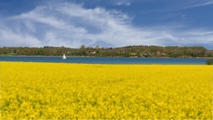 Fototapeta premium Rapsfeld an der Schlei