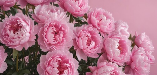 Fototapeta premium Dense cluster of pink peonies, soft pink backdrop, delicate, flower arrangement, elegant