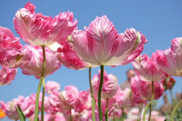 Pink and white frilled parrot Tulip, tulipa ‘Libretto Parrot’ in flower.