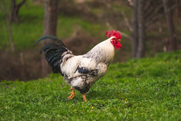 Portrait of a male colorful crowing rooster with a bright red comb