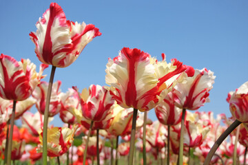 Red and yellow striped frilled parrot Tulip, tulipa ‘Flaming Parrot’ in flower.