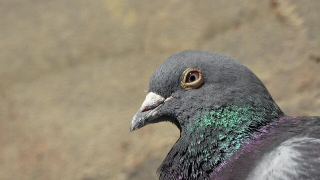 Columba livia domestica aka The domestic pigeon. Also called The homing pigeon or a mail pigeon or messenger. Head detail with blinking eye. Mail Pigeon is resting after long distance flight.