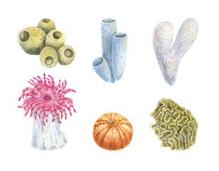Set of algae, underwater plants in pink, purple and green, hand-drawn watercolor illustration. Corals and sea anemon.Coral Reef object, plant. Sea Life illustration. Hand drawn Marine element.