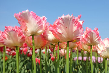 Yellow and red ruffled parrot Tulip, 'caribbean parrot'  in flower.