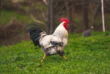 Portrait of a male colorful crowing rooster with a bright red comb